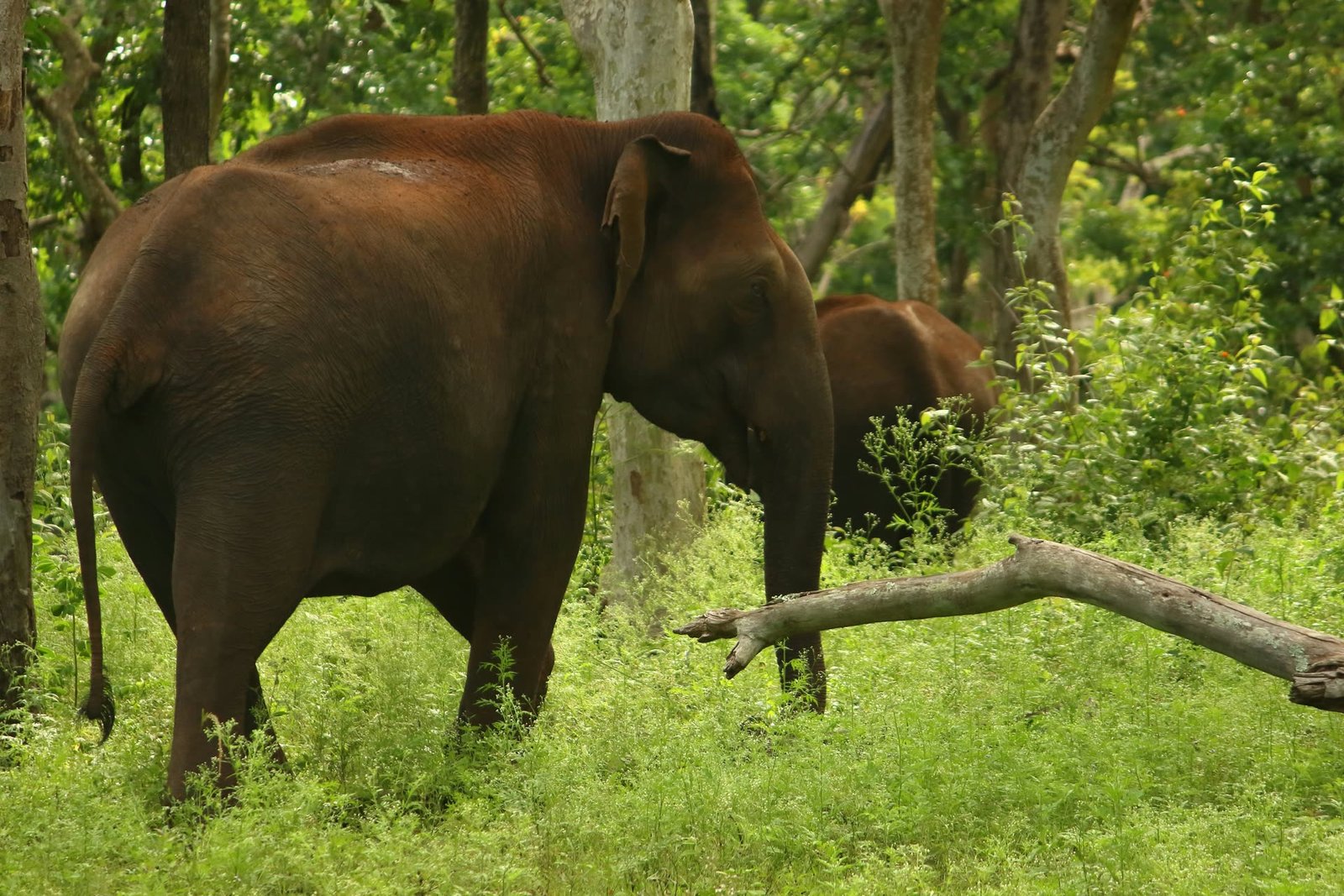Mudumalai elephants