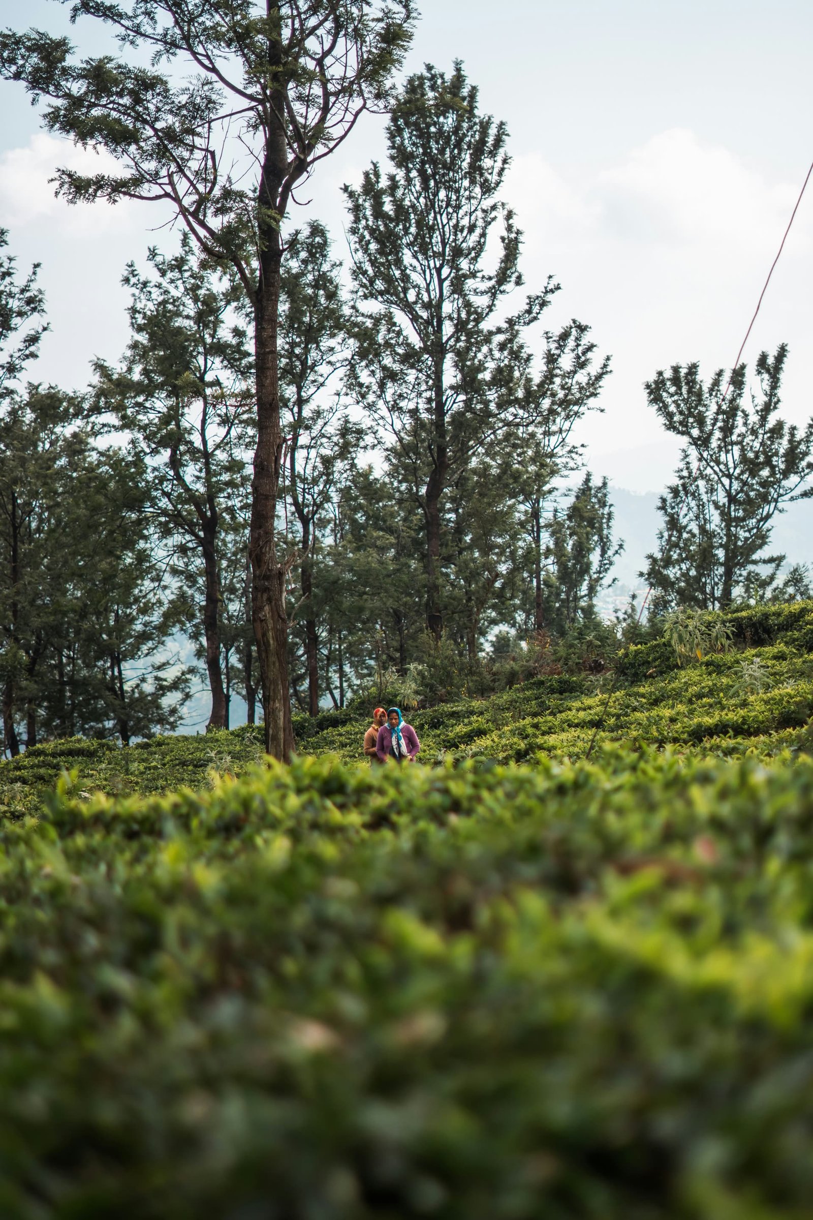 Tea estate workers among tall trees near Masinagudi, Nilgiris